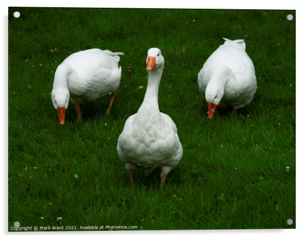 Three White Geese Acrylic by Mark Ward