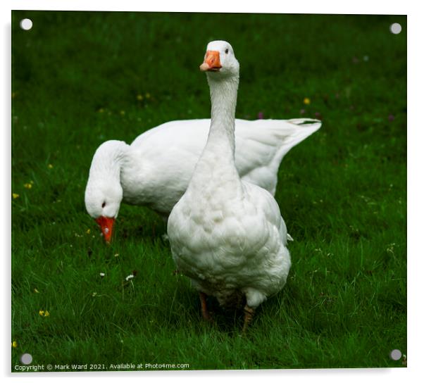 Two White Geese Acrylic by Mark Ward