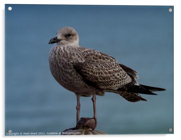 Young Gull Acrylic by Mark Ward