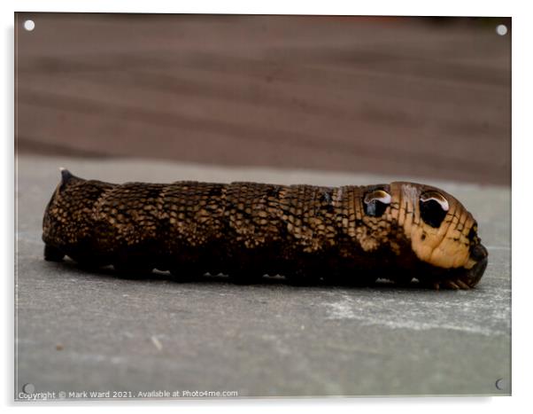 Elephant Hawk Moth Caterpillar on the move. Acrylic by Mark Ward