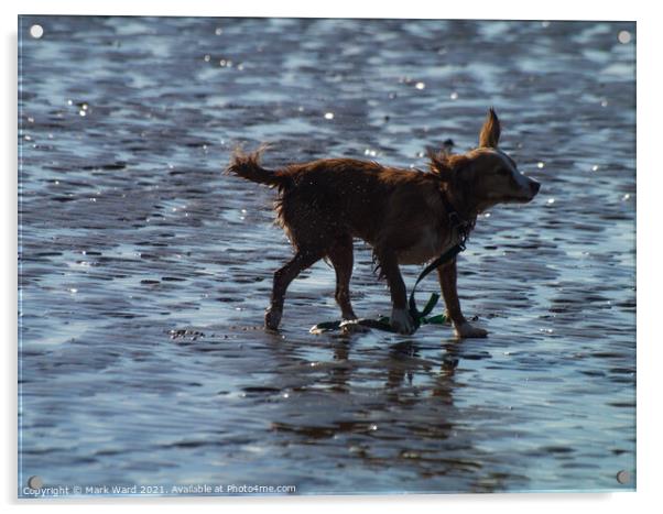 Dog + Water = Fun Acrylic by Mark Ward