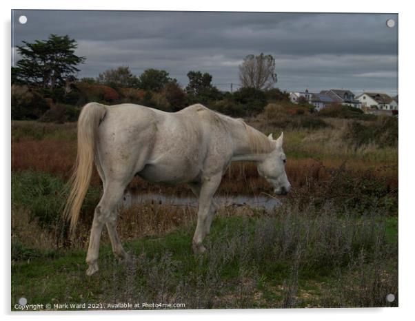 White Horse. Acrylic by Mark Ward