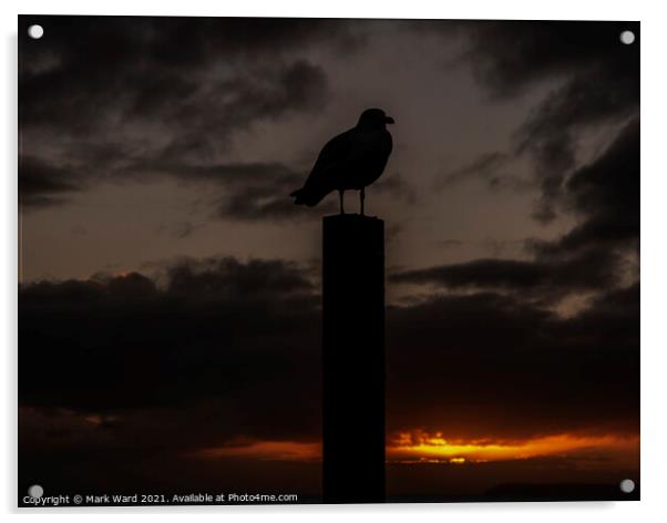 Seagull at Sunset Acrylic by Mark Ward