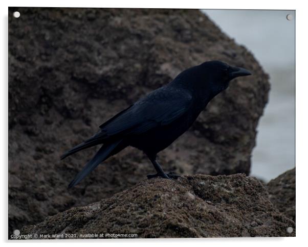Crow on the Coast. Acrylic by Mark Ward