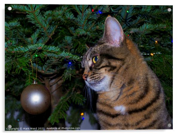 Holly the Christmas Cat. Acrylic by Mark Ward