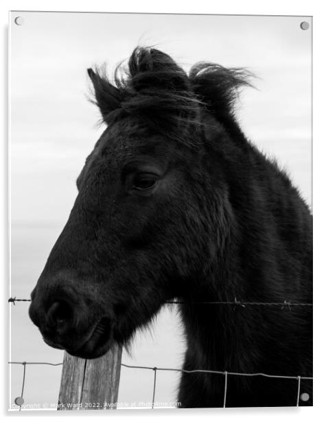 Portrait of an Exmoor Pony. Acrylic by Mark Ward
