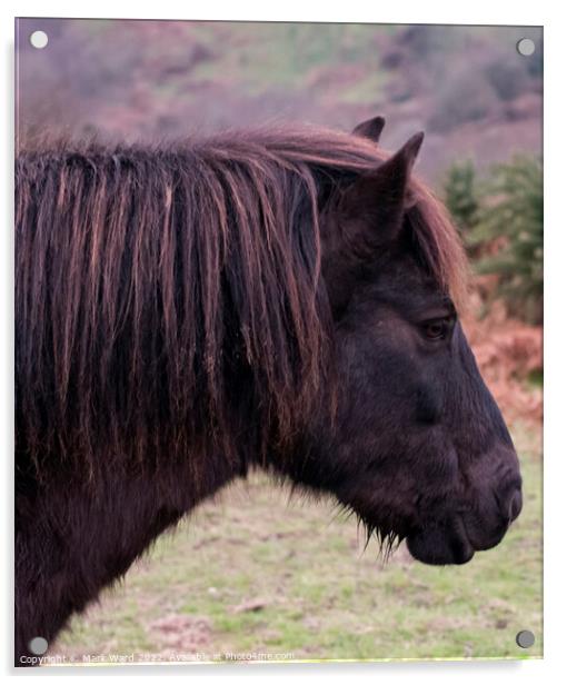 Exmoor Pony with a Ginger Tinge Acrylic by Mark Ward