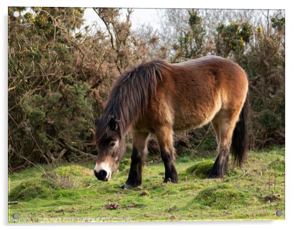 Wild Exmoor Pony Grazing. Acrylic by Mark Ward