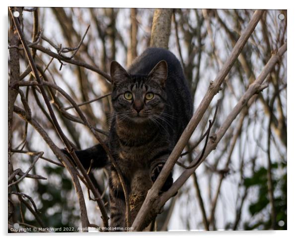 Cat on a Mission Acrylic by Mark Ward