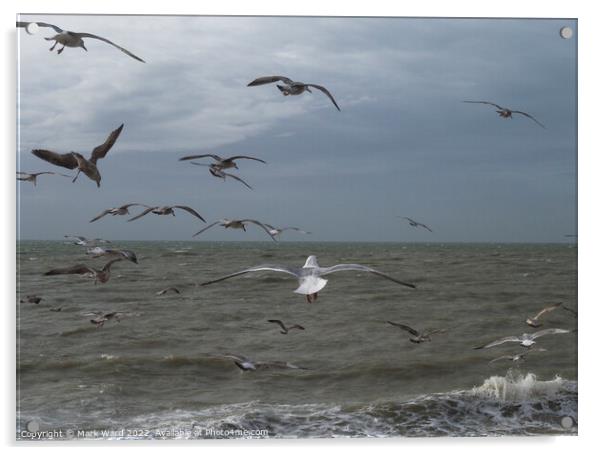 Gulls in Motion Acrylic by Mark Ward