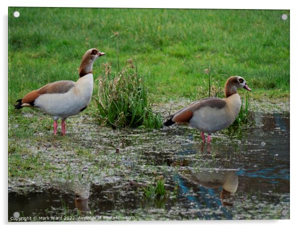 Egyptian Geese on the water. Acrylic by Mark Ward