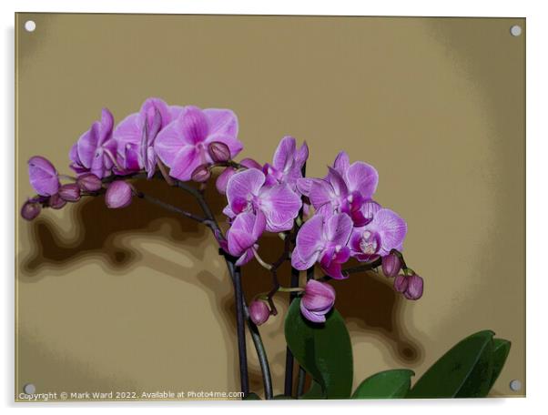Pink Orchid Acrylic by Mark Ward