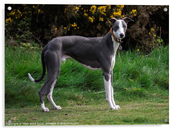 A Greyhound waiting for his companion. Acrylic by Mark Ward