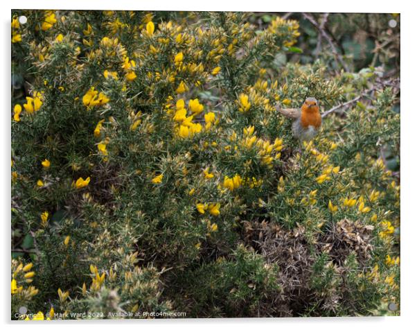 Robin in a Gorse bush. Acrylic by Mark Ward