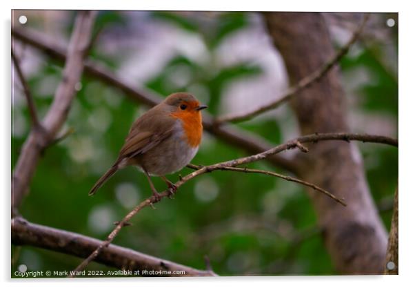 Robin in Spring. Acrylic by Mark Ward