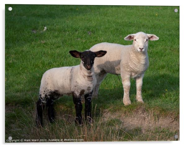 Spring Lambs in Sussex. Acrylic by Mark Ward