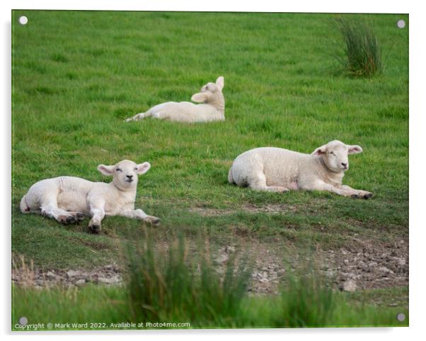 Lambs at Rest. Acrylic by Mark Ward