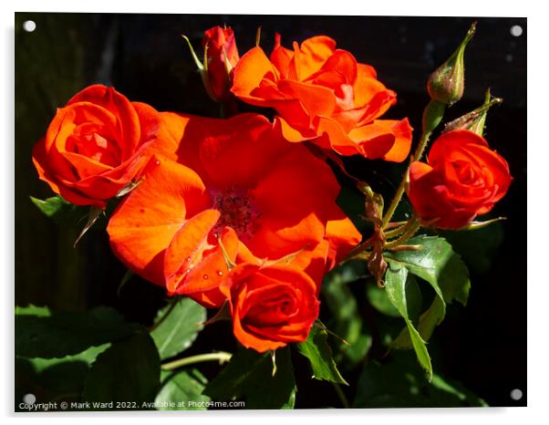 Roses in the Garden. Acrylic by Mark Ward