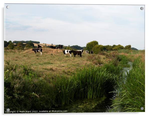 Cattle on the River. Acrylic by Mark Ward