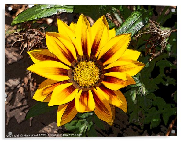 Gazania Flower. Acrylic by Mark Ward