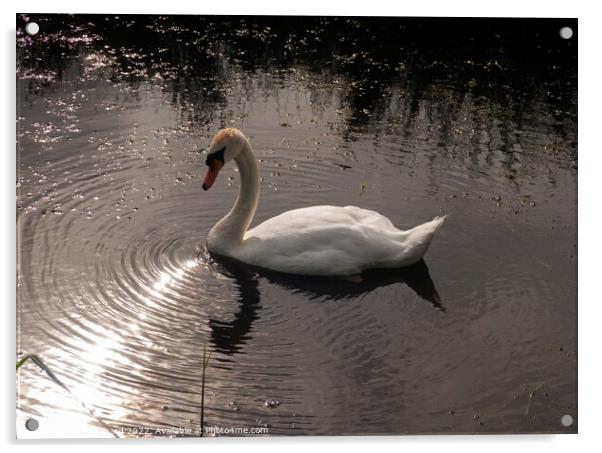 Evening Swan  Acrylic by Mark Ward