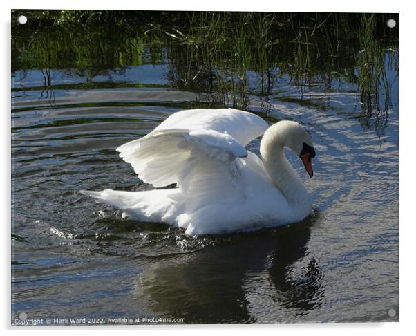 Regal Swan Acrylic by Mark Ward