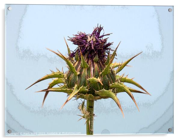 Thistle Flower, Acrylic by Mark Ward