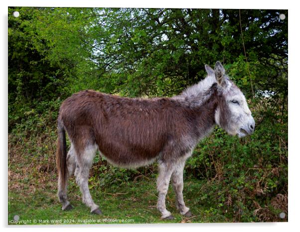 New Forest Donkey Acrylic by Mark Ward