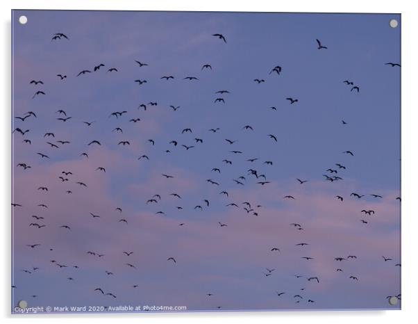 Lapwing Flock in Flight Acrylic by Mark Ward
