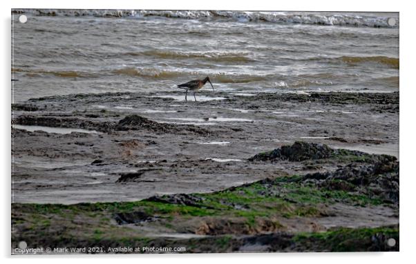 Curlew at Low Tide Acrylic by Mark Ward
