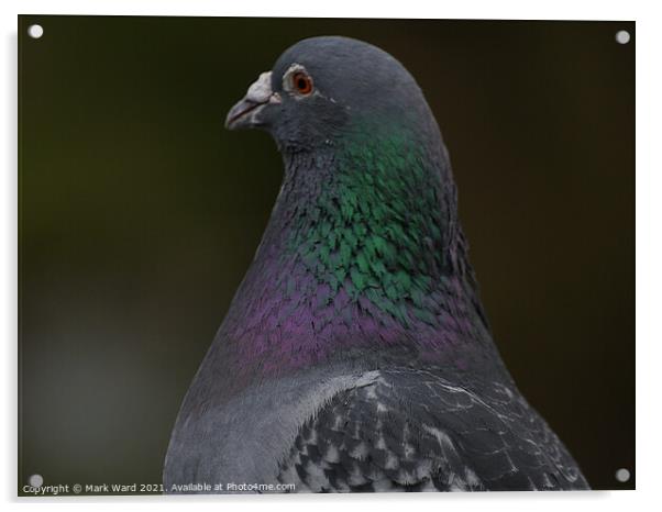 A Pigeon Up Close Acrylic by Mark Ward