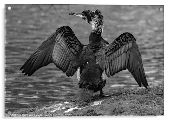 Cormorant in Black and White Acrylic by Mark Ward