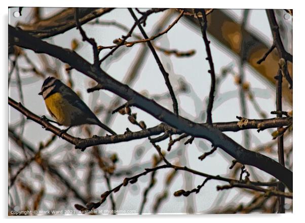 Great Tit in Branches Acrylic by Mark Ward