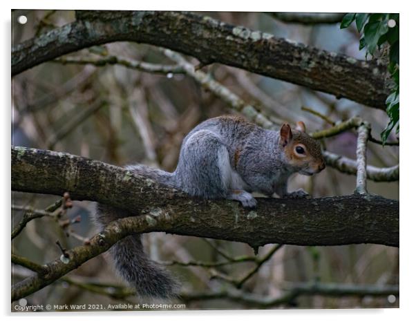 Squirrel on a Branch Acrylic by Mark Ward