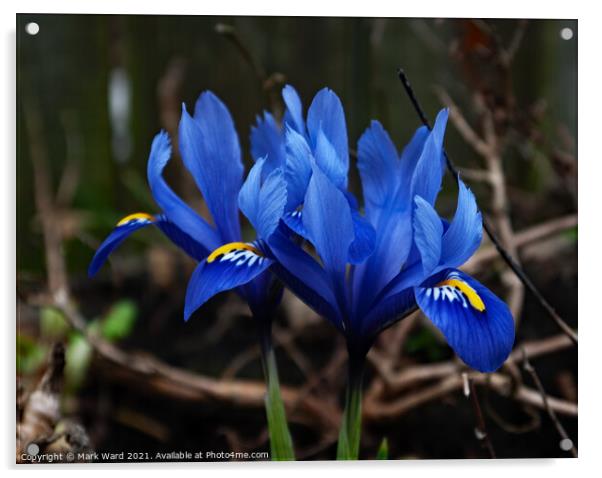 Iris Blooms. Acrylic by Mark Ward
