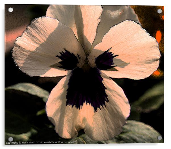 White Pansy Flower. Acrylic by Mark Ward