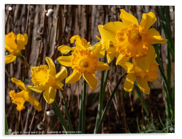 Daffodils in Bloom Acrylic by Mark Ward