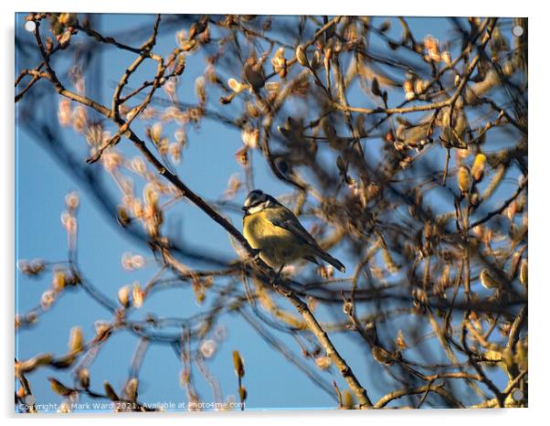 Great Tit in the branches. Acrylic by Mark Ward