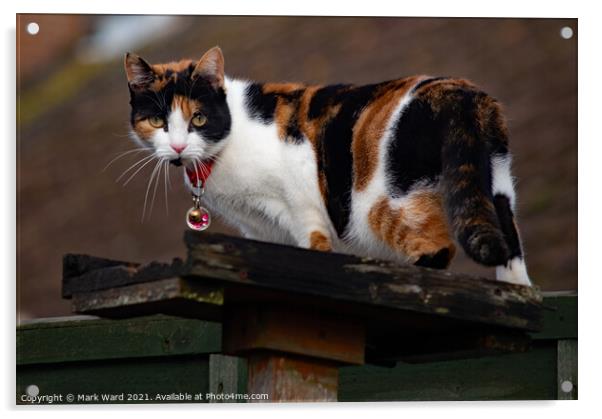 Bird Table + Cat. Acrylic by Mark Ward