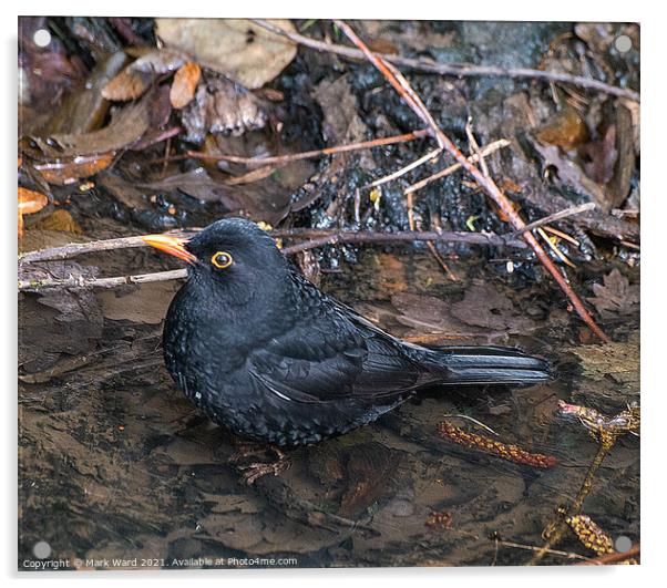 Male Blackbird Acrylic by Mark Ward