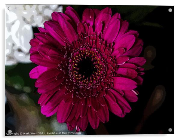 Gazania Flower Acrylic by Mark Ward