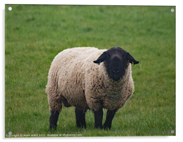 A Black Headed Sheep Acrylic by Mark Ward