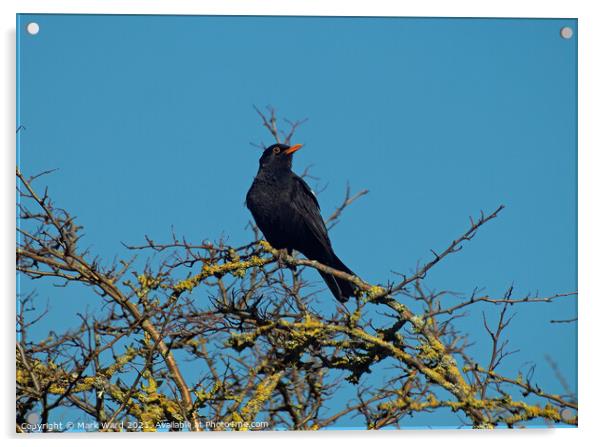 Blackbird Singing for Spring. Acrylic by Mark Ward