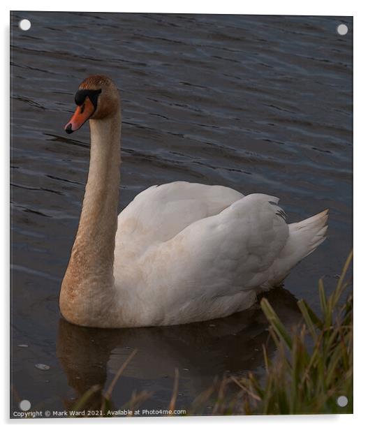 The Grubby Swan Acrylic by Mark Ward