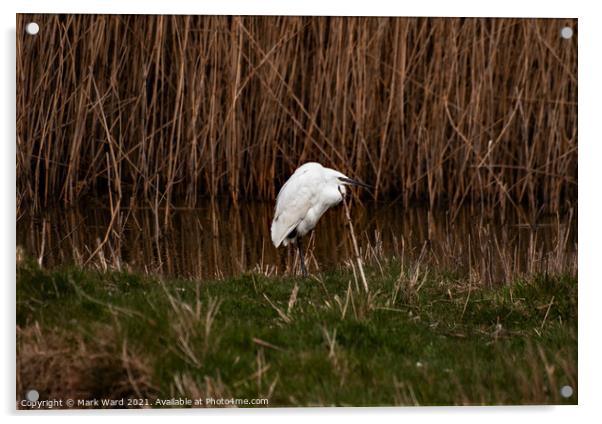 A Little Egret in the reeds Acrylic by Mark Ward