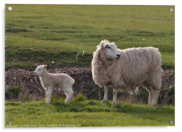 Ewe and Lamb at Pett Level. Acrylic by Mark Ward