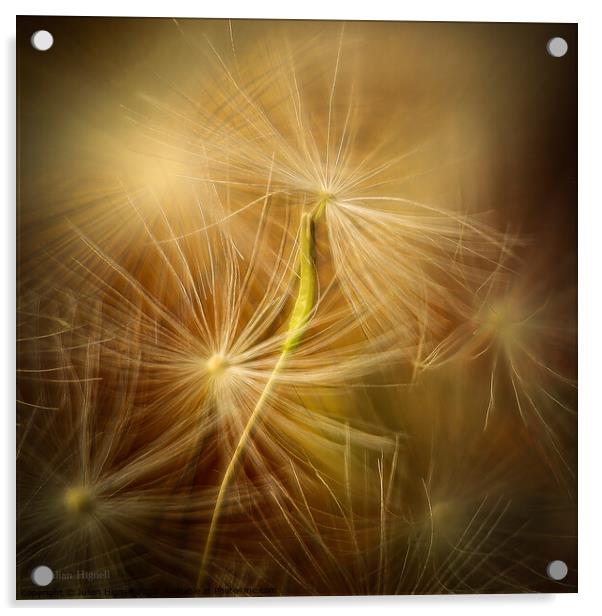 Dandelion Seed Acrylic by Julian Hignell