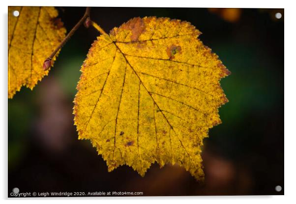 Autumn Leaves Acrylic by Leigh Windridge