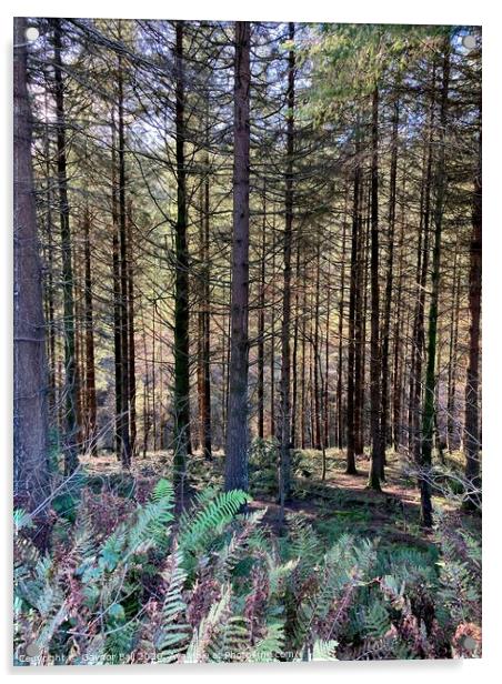 Shadowy pine woods  Acrylic by Gaynor Ball