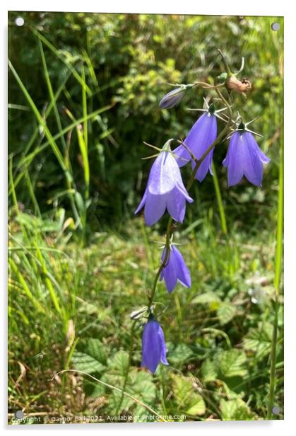 Delicate Harebells at Kenfig Acrylic by Gaynor Ball